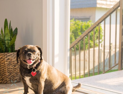 Your Pets Will Enjoy Your Phantom Screens as Much as You Do