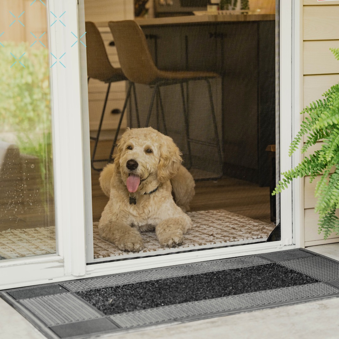 Keep_in_the_dog